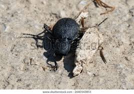 Attēlu rezultāti vaicājumam “Bolitophagus reticulatus larva”