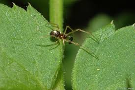 Attēlu rezultāti vaicājumam “Neottiura bimaculata”