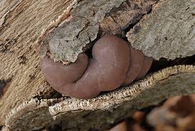 Attēlu rezultāti vaicājumam “Daldinia concentrica”