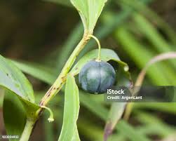 Attēlu rezultāti vaicājumam “Polygonatum odoratum fruit”