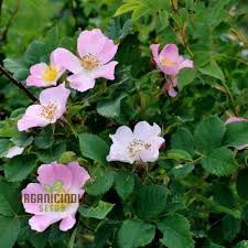Attēlu rezultāti vaicājumam “Rosa canina”
