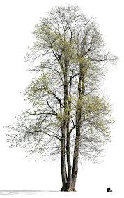 Attēlu rezultāti vaicājumam “Tilia platyphyllos subsp. cordifolia”