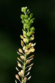 Attēlu rezultāti vaicājumam “Lepidium densiflorum flower”