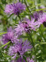 Image result for Centaurea nigra