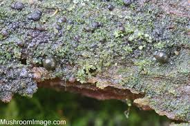 Attēlu rezultāti vaicājumam “Colloderma robustum macro”