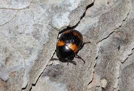 Attēlu rezultāti vaicājumam “Diaperis boleti”