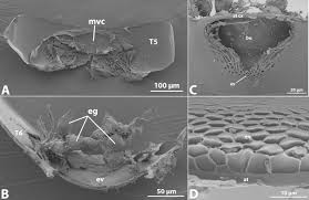 Attēlu rezultāti vaicājumam “Stemonitopsis aequalis var. microspora”