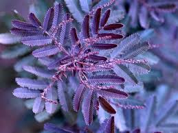 Attēlu rezultāti vaicājumam “Arthonia byssacea”