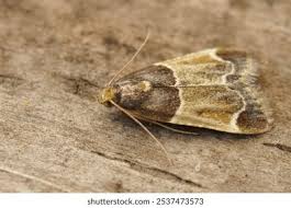 Attēlu rezultāti vaicājumam “Pyralis farinalis”