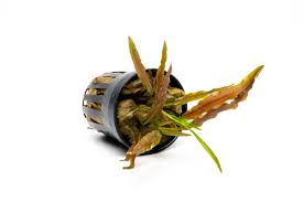 Attēlu rezultāti vaicājumam “Cribraria costata stalked”