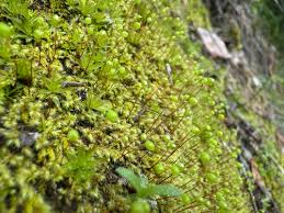 Attēlu rezultāti vaicājumam “Gyroweisia tenuis”