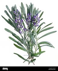 Attēlu rezultāti vaicājumam “Lavandula angustifolia leaf”