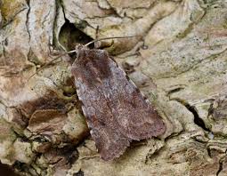 Attēlu rezultāti vaicājumam “Cerastis rubricosa”