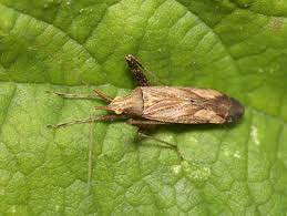 Attēlu rezultāti vaicājumam “Phytocoris varipes”