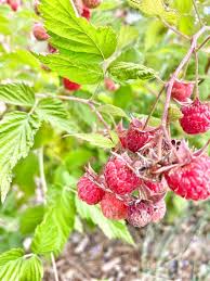 Attēlu rezultāti vaicājumam “Rubus idaeus leaf”