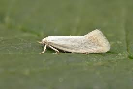 Attēlu rezultāti vaicājumam “Elachista argentella”