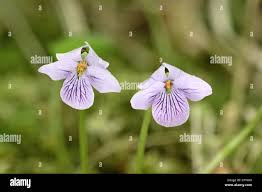 Attēlu rezultāti vaicājumam “Viola palustris”
