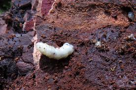 Attēlu rezultāti vaicājumam “Tischeria complanella larva”