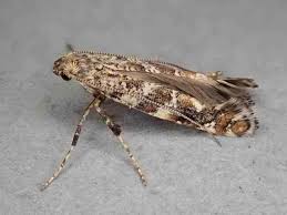 Attēlu rezultāti vaicājumam “Gracillaria syringella larva”