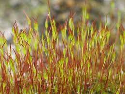 Attēlu rezultāti vaicājumam “Campylopus pyriformis sporophyte”