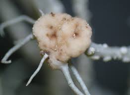 Attēlu rezultāti vaicājumam “Biatoropsis usnearum”