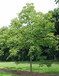 Attēlu rezultāti vaicājumam “Juglans regia”