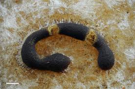 Attēlu rezultāti vaicājumam “Physarum bryomacrocarpum sessile”