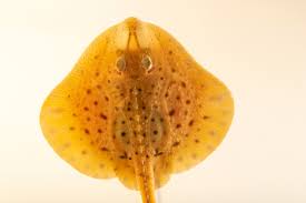 Image result for Leucoraja ocellata