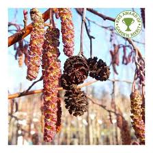 Attēlu rezultāti vaicājumam “Alnus incana fruit”