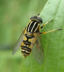 Attēlu rezultāti vaicājumam “Helophilus pendulus”