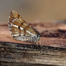 Attēlu rezultāti vaicājumam “Bupalus piniaria male”