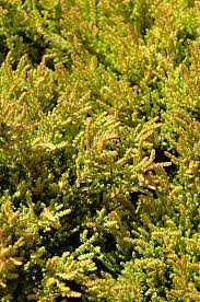 Attēlu rezultāti vaicājumam “Calluna vulgaris leaf”
