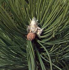 Attēlu rezultāti vaicājumam “Pinus nigra fruit”