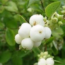 Attēlu rezultāti vaicājumam “Symphoricarpos albus flower”
