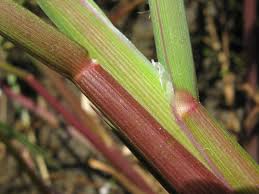 Attēlu rezultāti vaicājumam “Glyceria fluitans”