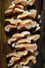 Attēlu rezultāti vaicājumam “Steccherinum ochraceum”