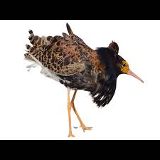 Attēlu rezultāti vaicājumam “Calidris”