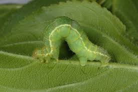 Attēlu rezultāti vaicājumam “Triphosa dubitata”