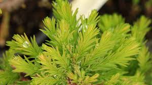 Attēlu rezultāti vaicājumam “Taxodium distichum”