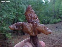 Attēlu rezultāti vaicājumam “Gyromitra infula”