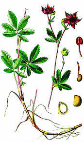 Attēlu rezultāti vaicājumam “Comarum palustre fruit”