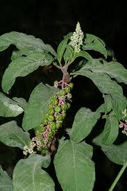 Attēlu rezultāti vaicājumam “Phytolaccaceae”