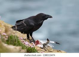 Attēlu rezultāti vaicājumam “Corvus corax adult”