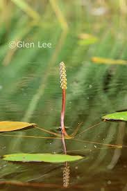 Attēlu rezultāti vaicājumam “Potamogeton natans”