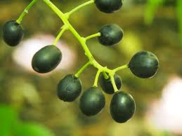 Attēlu rezultāti vaicājumam “Actaea spicata fruit”