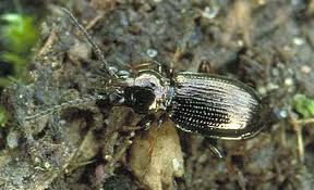 Attēlu rezultāti vaicājumam “Bembidion sp.”