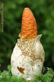 Attēlu rezultāti vaicājumam “Mutinus caninus”