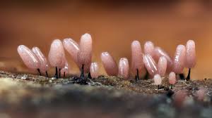 Attēlu rezultāti vaicājumam “Stemonitis lignicola spores”