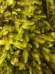 Attēlu rezultāti vaicājumam “Nardia geoscyphus”