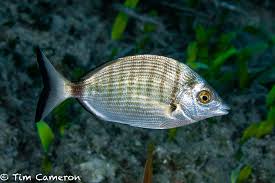 Image result for Diplodus puntazzo